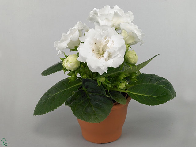 Gloxinia Sonata White
