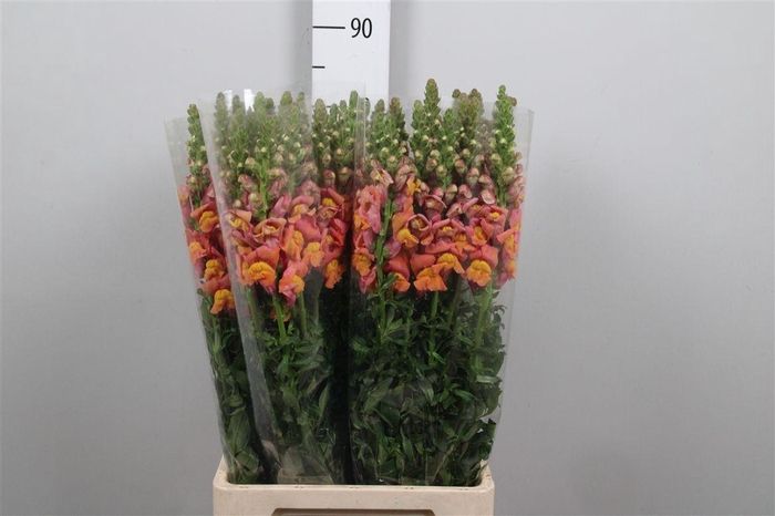 <h4>Antir Mary D Orange</h4>