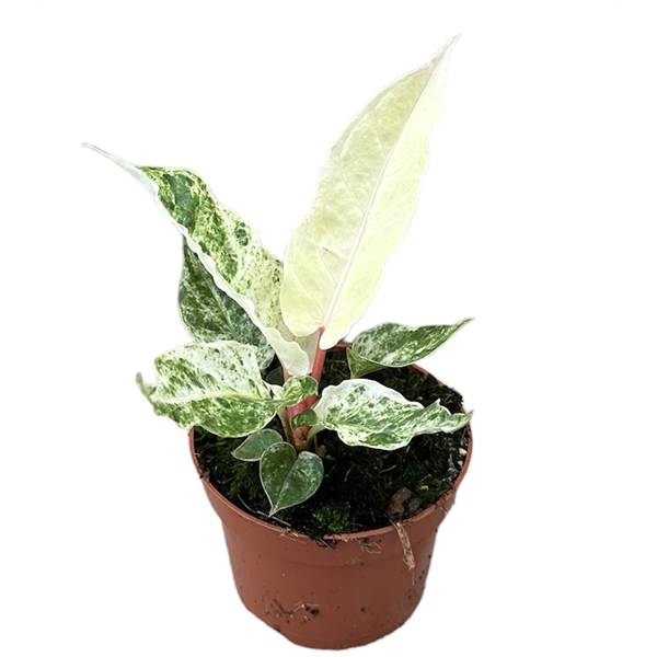 <h4>Anthurium Bonplandii Variegata</h4>