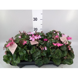 Cyclamen KL 'Petticoat'