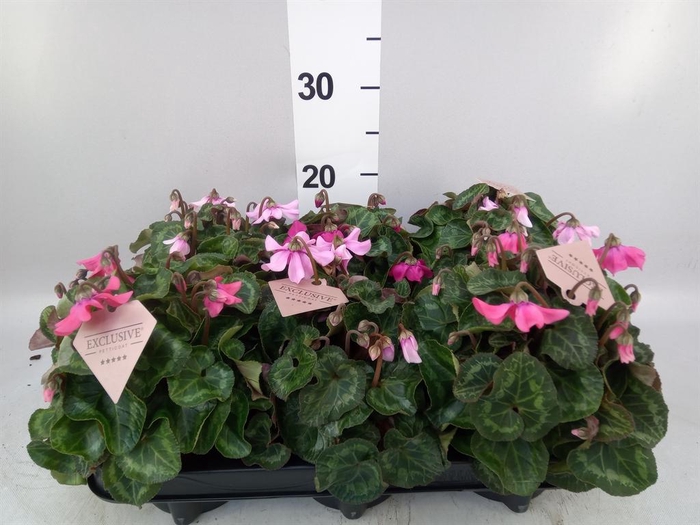 <h4>Cyclamen KL 'Petticoat'</h4>