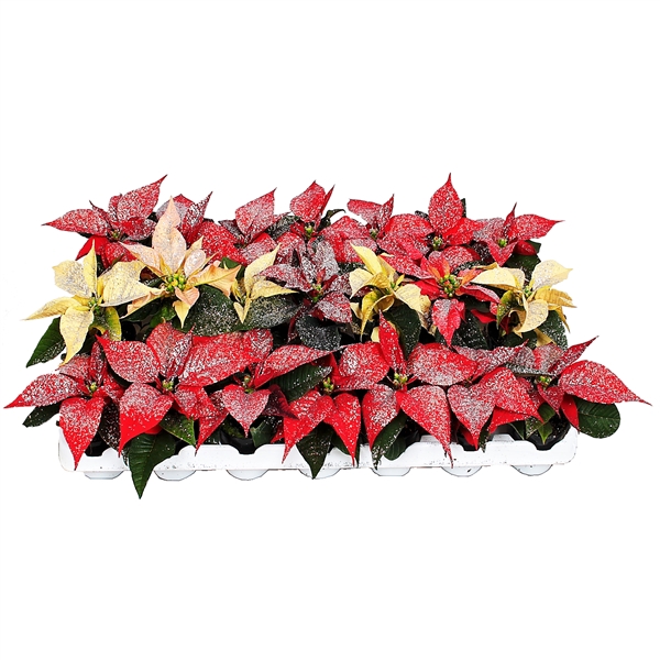 <h4>Euphorbia mix tray met glitter zilver</h4>