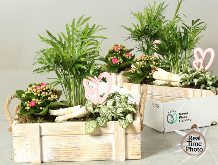 <h4>ARR KAMERPL</h4>