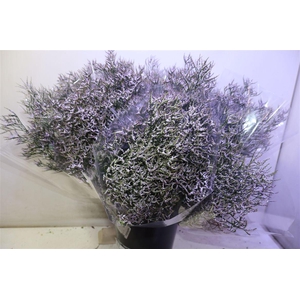 Lim Saf Lilac X5