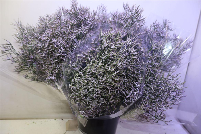 <h4>Lim Saf Lilac X5</h4>