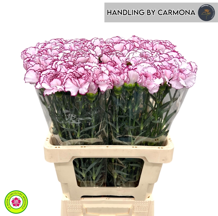 <h4>Di St Mudah</h4>