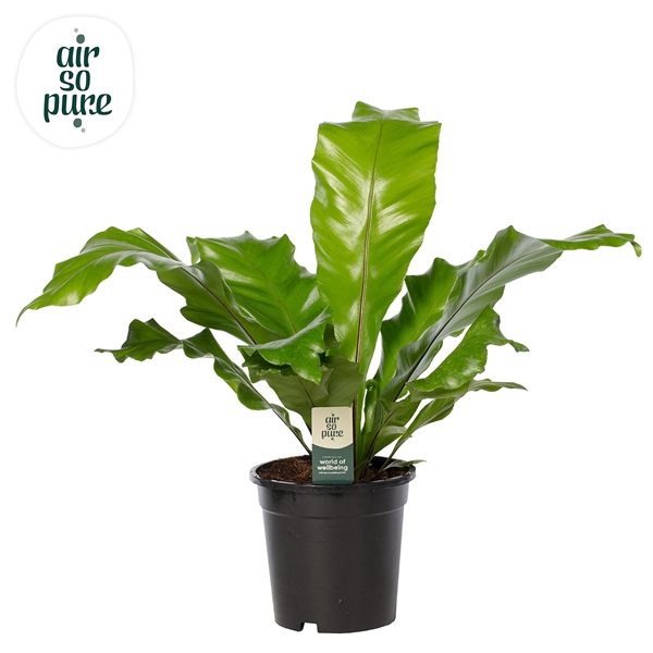 <h4>Asplenium nidus - Air So Pure</h4>