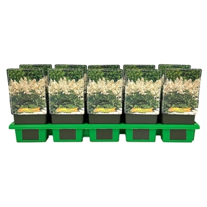 Astilbe Deutschland