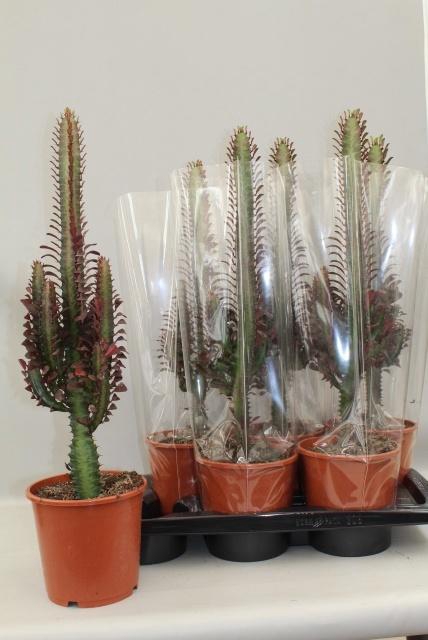 <h4>EUPHOR TRIG RUBRA</h4>