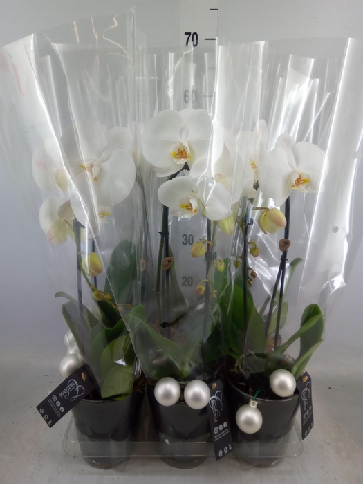 <h4>Arr.  Phalaenopsis H%</h4>