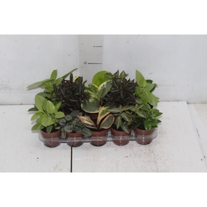 PEPEROMIA VARIADO P06