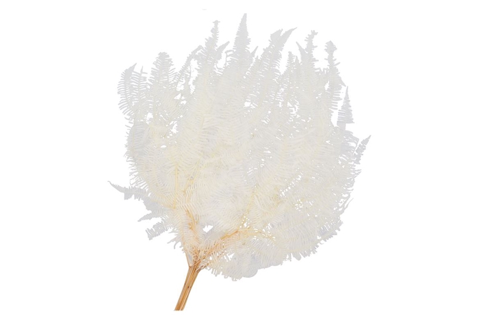 Dry Bleached Gull Varen Prepaired 75x65cm