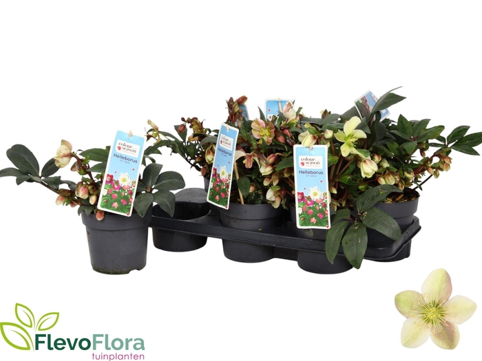 <h4>HELL VIV VALERIA</h4>