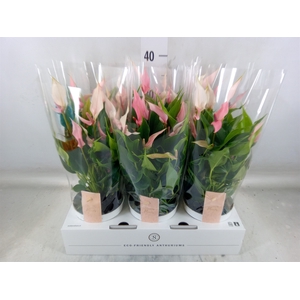 Anthurium andr. 'Lilli'