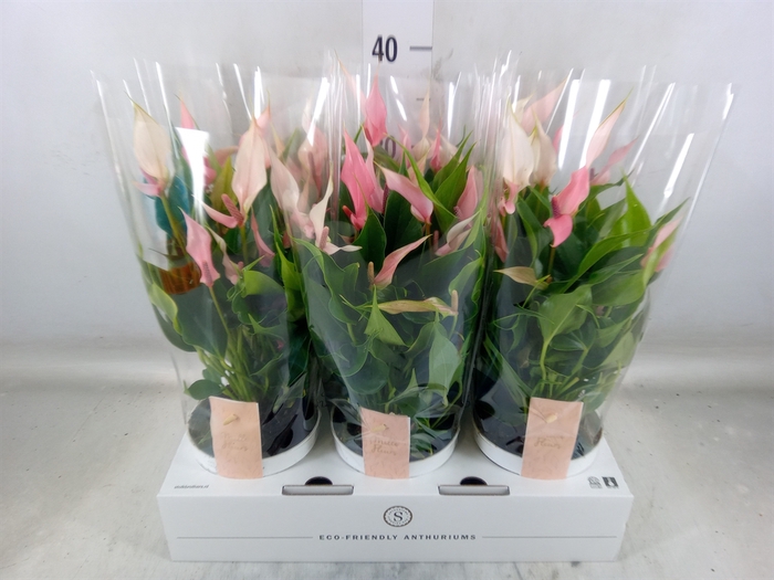 <h4>Anthurium andr. 'Lilli'</h4>
