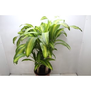 DRACENA MASSANGEANA P24