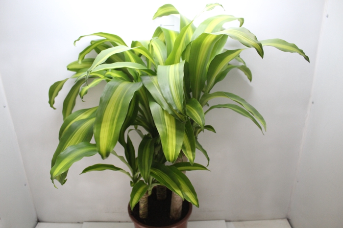 <h4>DRACENA MASSANGEANA P24</h4>