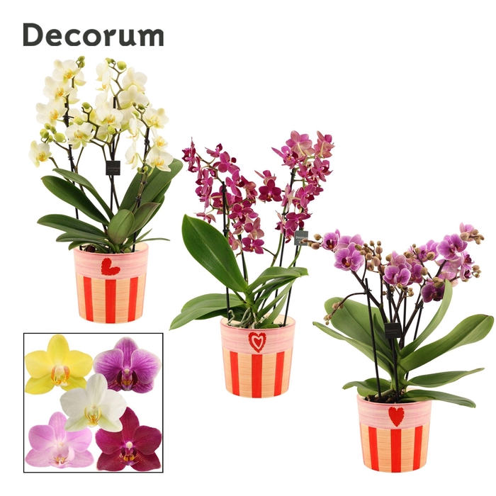 <h4>Phalaenopsis dazzling melange 3-4 tak in Romée (Sympathetic mood</h4>