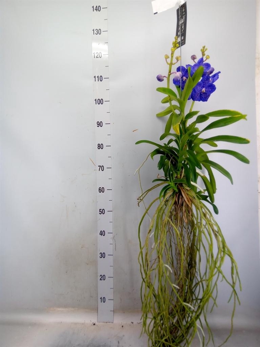 <h4>Vanda hybrids</h4>