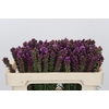 Liatris Spicata