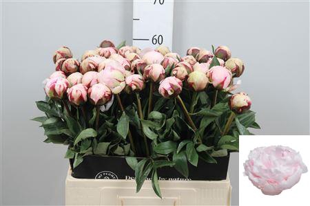 <h4>Paeo Reine Hortens Rose</h4>