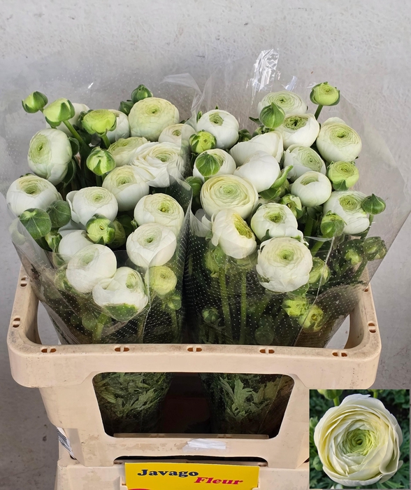 <h4>RAN AAZUR WHITE</h4>