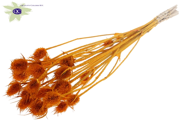 Cardi distel bleached 10pc/bunch 55cm apricot