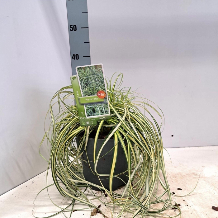 <h4>Carex oshimensis</h4>