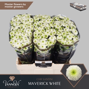 Chr S Maverick White