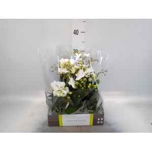 Phalaenopsis multi.   ...white