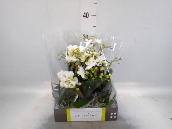 <h4>Phalaenopsis multi.   ...white</h4>