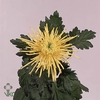 Chr G Yellow Spider