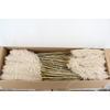 DF Pampas 115cm Hollands