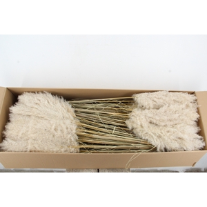 DF Pampas 115cm Hollands