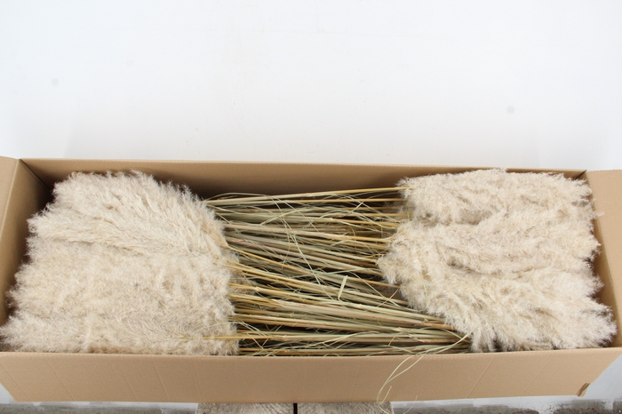 DF Pampas 115cm Hollands