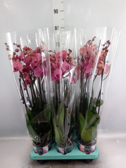 <h4>Phalaenopsis   ...</h4>