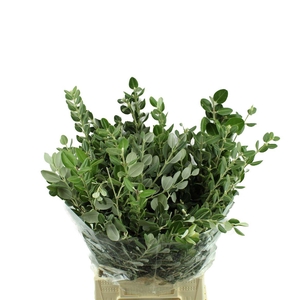 Pittosporum Ralphi