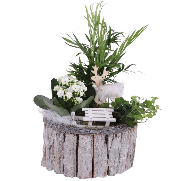 <h4>Christmas Arr. Indoor Wooden Pot Round Bark Salim Ø21cm 3PP</h4>