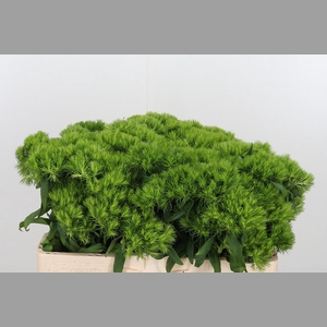 Diantus Barb Green Wicky