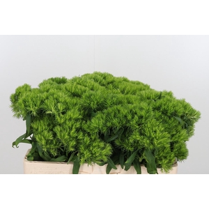 Diantus Barb Green Wicky