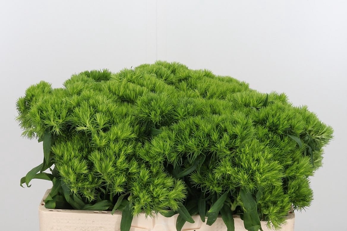 <h4>Diantus Barb Green Wicky</h4>