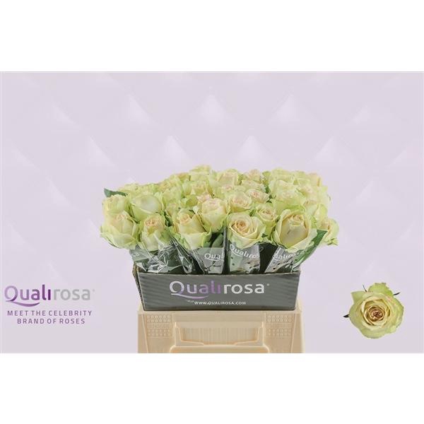 <h4>R Gr Hypnose</h4>