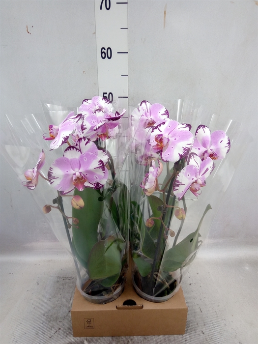 <h4>Phalaenopsis  'Elegant Cascade'</h4>