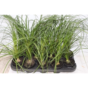BEAUCARNEA RECURVATA P11