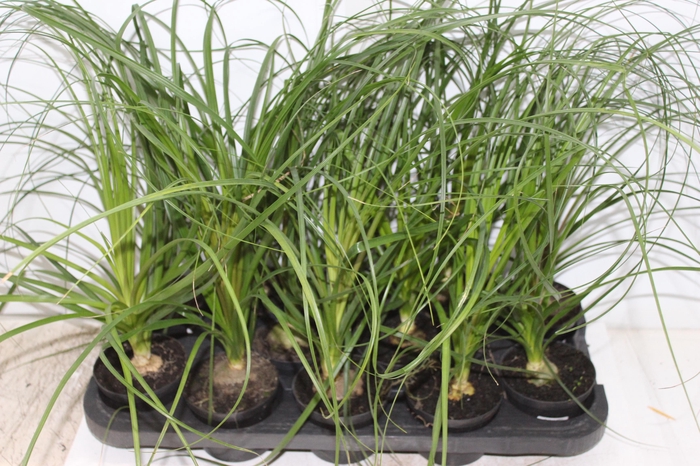 <h4>BEAUCARNEA RECURVATA P11</h4>