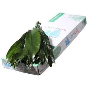 Aspidistra elat.   .../bos