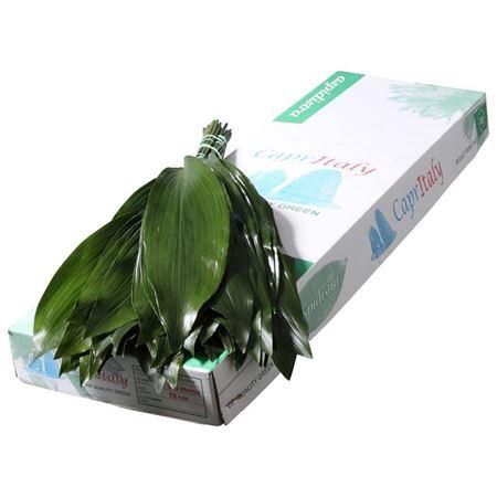 <h4>Aspidistra elat.   .../bos</h4>