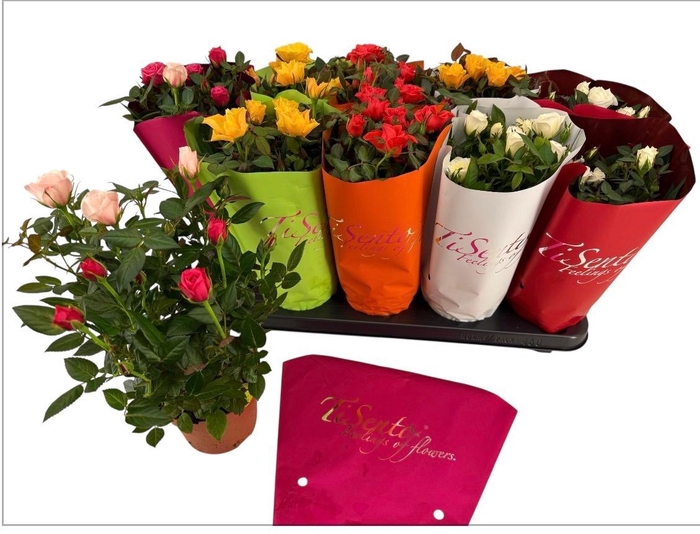 <h4>RO KORDANA GEM</h4>