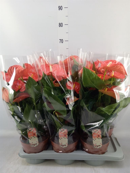 <h4>Anthurium andr. 'Sierra Orange'</h4>