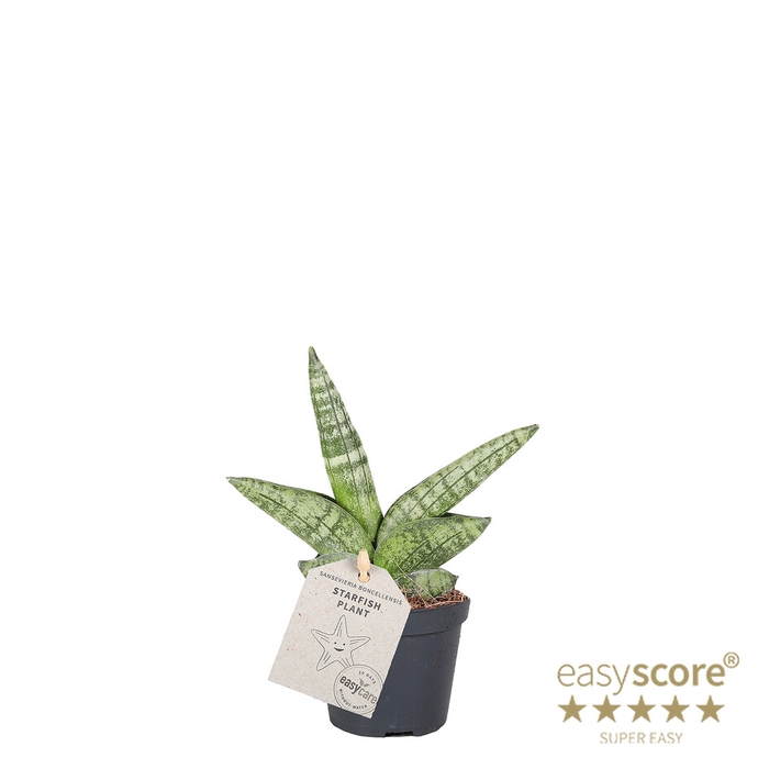 SANSEVIERIA BONCELLENSIS P6